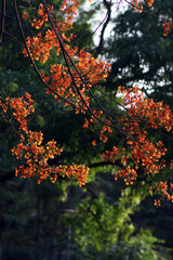 Gulmohar Tree - Flame Tree - Flower
