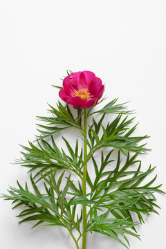 Red peony flower on a white plain background. Copy space, flat lay
