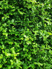 Fototapeta na wymiar Green leaf background, natural background and wallpaper The beauty of the background or texture For your background design.