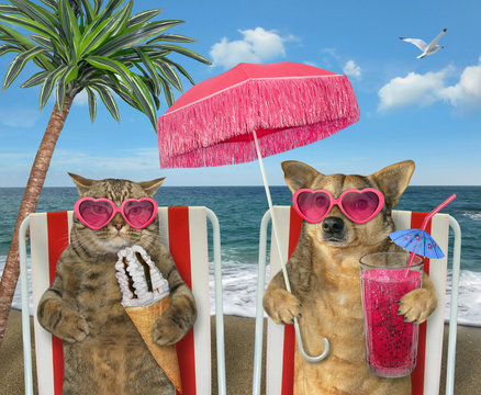 The cat eating ice crean cone and dog drinking fresh juice sit under the palm tree on a beach chairs on the sea shore.