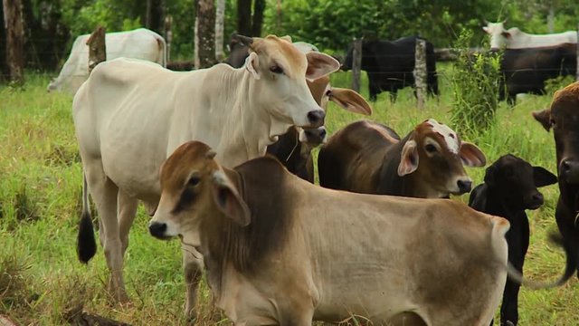 Handheld, medium wide shot of multiple calves standing in farm.