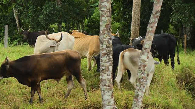 Handheld, medium wide shot of calves, cows and steers standing in farm.