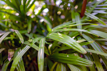 palm leaves, summer, mediterranean