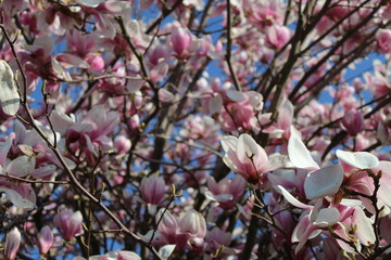 spring cherry blossom