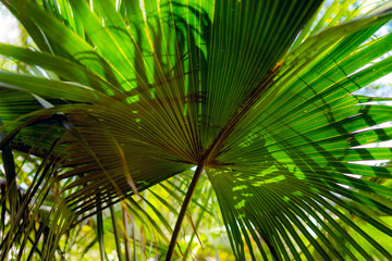 Obraz na płótnie Canvas palm leaves, summer, mediterranean