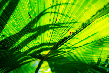 palm leaves, summer, mediterranean