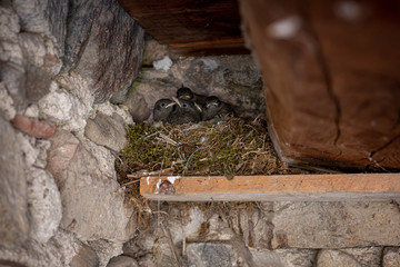 Redstart chicks in nest feeding