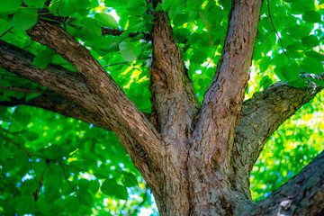 tree in the forest, north Mediterranean, summer, morning