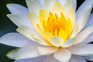 Photo of a white lotus close-up, see yellow stamens