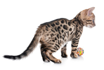 bengal kitten in studio