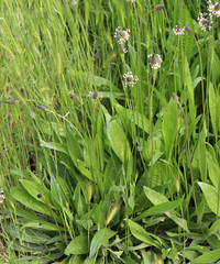 The flowering heads of ribwort plantain, plantago lanceolata. Several inflorescences in the grass. Ribwort plantain is also a traditional medicinal plant.