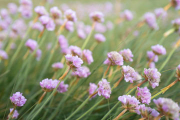 Photo artistique de fleurs sauvages. Flore de Bretagne. Armeria Maritime ou Armeria Maritima Willd