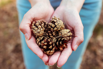 Fir cones in female hands with blurred background.