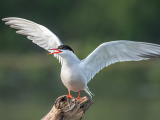 Close up of a beautiful isolated mature Common Tern Seagull bird