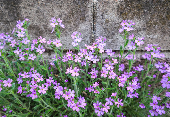 Fototapeta premium Small purple flowers grow near the wall of the house. Concrete background