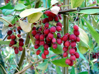 clusters of barberries on a branch