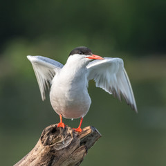 Close up of a beautiful isolated mature Common Tern Seagull bird