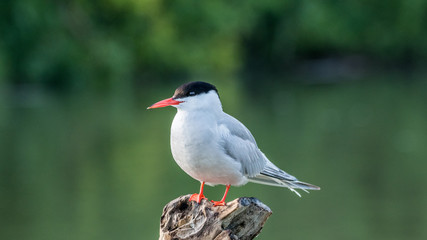 Close up of a beautiful isolated mature Common Tern Seagull bird