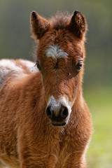 Poulain au pré