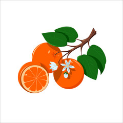 Vector image of a summer orange