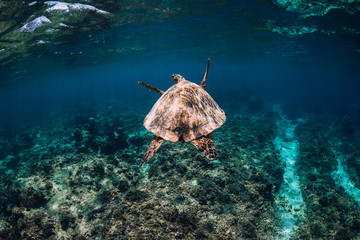 Sea turtle swim over corals in underwater ocean. Sea life with turtle