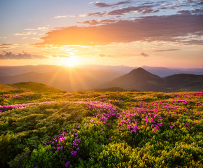 Naklejka na ściany i meble Mountains during flowers blossom and sunrise. Flowers on mountain hills. Natural landscape at the summer time. Mountains range. Mountain - image