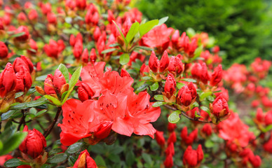 Blossom of red azalea flower in spring garden. Gardening concept. Floral background