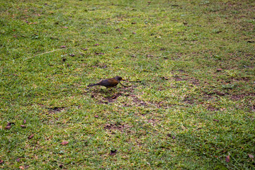 Ave primavera comiendo ciempiés