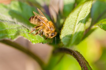 Wild bee in evening sunlight in green leaf. Close up with shallow depth of field