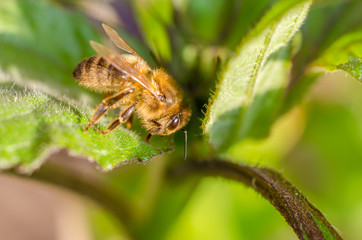 Wild bee in evening sunlight in green leaf. Close up with shallow depth of field