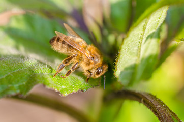 Wild bee in evening sunlight in green leaf. Close up with shallow depth of field