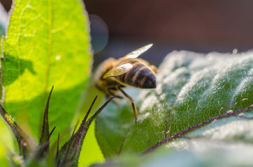 Wild bee in evening sunlight in green leaf. Close up with shallow depth of field