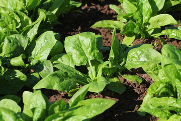 Fresh organic leaves of spinach in the garden
