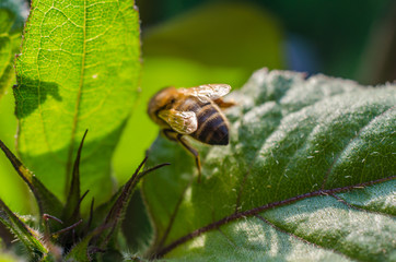 Wild bee in evening sunlight in green leaf. Close up with shallow depth of field
