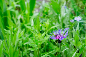 Wild flower closeup. Meadow. Nature