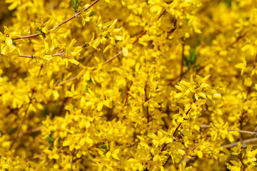 Blooming forsythia, background. Solid background of yellow blooming flowers forsythia. selective focus, blur. Copy space.