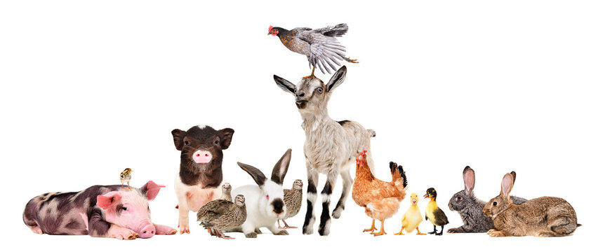 Group of cheerful farm animals isolated on white background