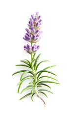  Lavender with rosemary on white