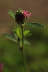 Flowering clover