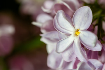 Purple lilac flowers in full bloom. Common lilac (Syringa vulgaris) as a background. Macro, selective focus