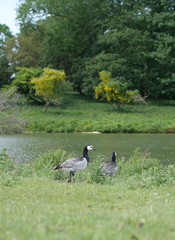 Gaggle of Canada Geese on river on a hot summers day. The grass is bright green and the sky reflects off the clear river water