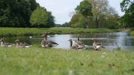 Flock of geese on river on a hot summers day. The grass is bright green and the sky reflects off the clear river water