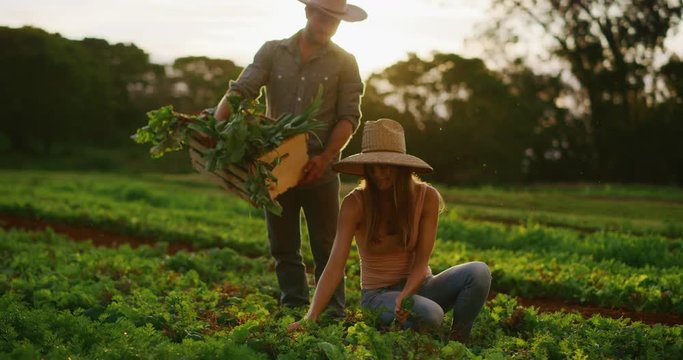 Young happy couple working together on farm, harvesting fresh organic vegetables at sunset