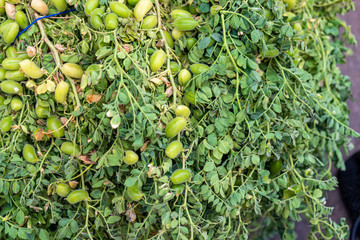 Fresh chickpeas branches on the market