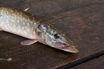 Freshwater pike fish on vintage wooden background.