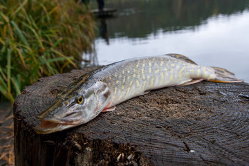 Freshwater pike fish lies on a wooden hemp..