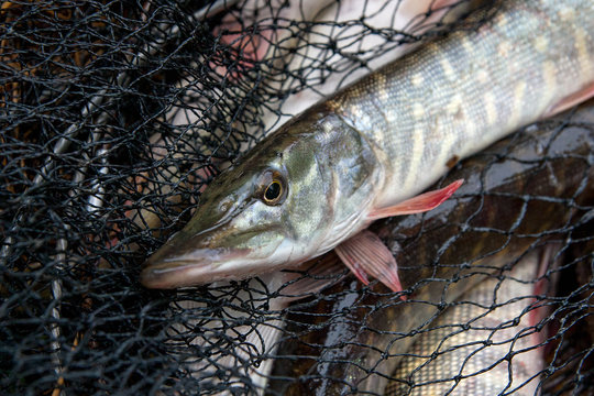 Freshwater pike fish lies in landing net with fishery catch in it..