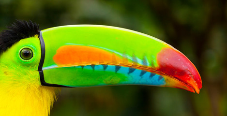 Keel-billed Toucan (Ramphastos sulfuratus), Chagres National Park, Colon Province, Panama, Central America, America © JUAN CARLOS MUNOZ