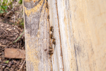 Swarming bees at the entrance of old beehive in apiary..