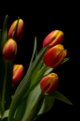 Beautiful orange and red tulip on black background